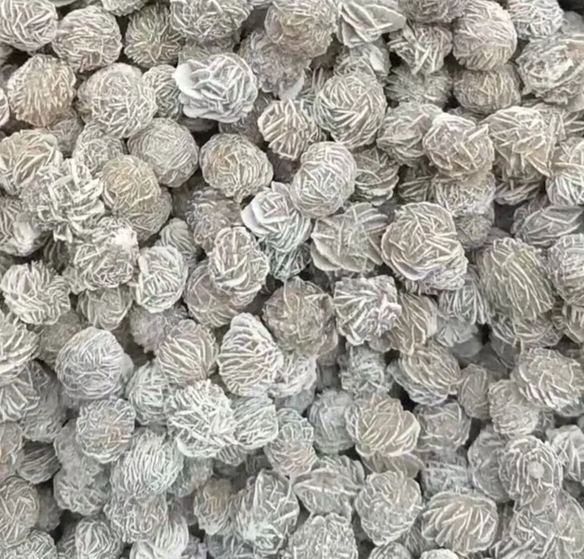 Wholesale desert rose  adenium obesum on sale