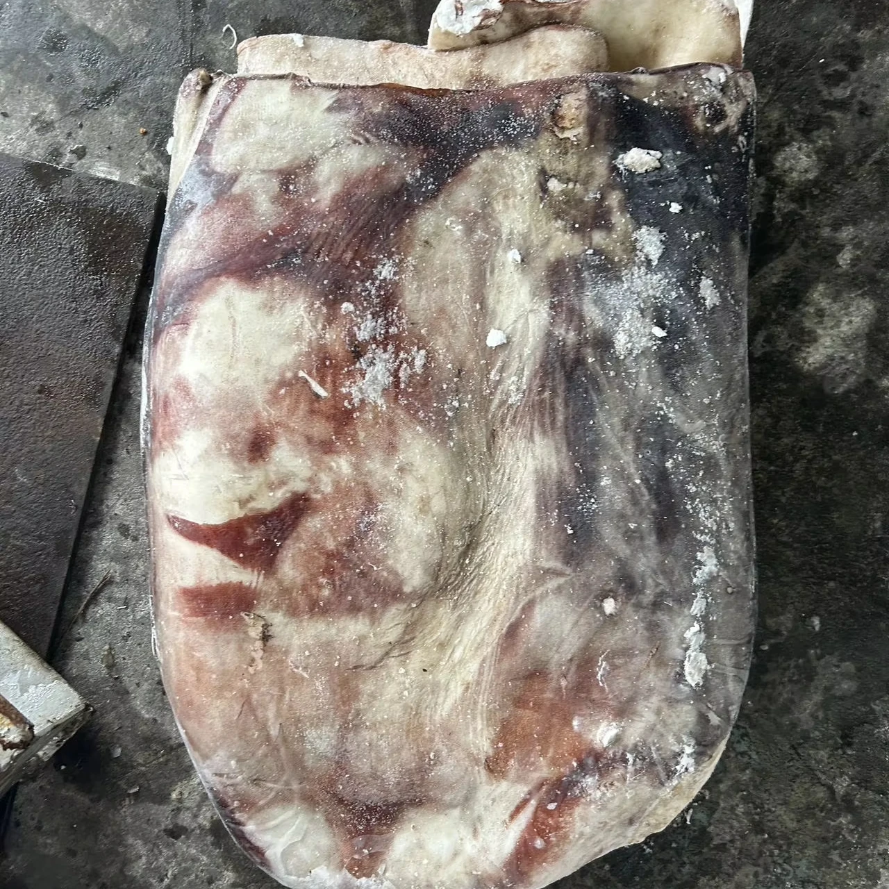 Giant Squid Fillet squid fillet Skin on Peru squid dosidicus gigas  fillet With skin