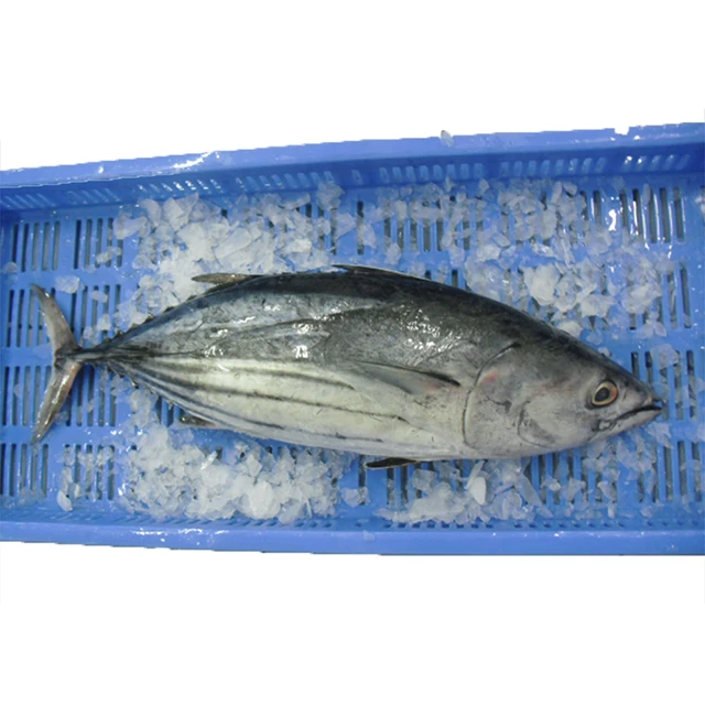 5kg Fish Product Type Fresh Skipjack Tuna Price