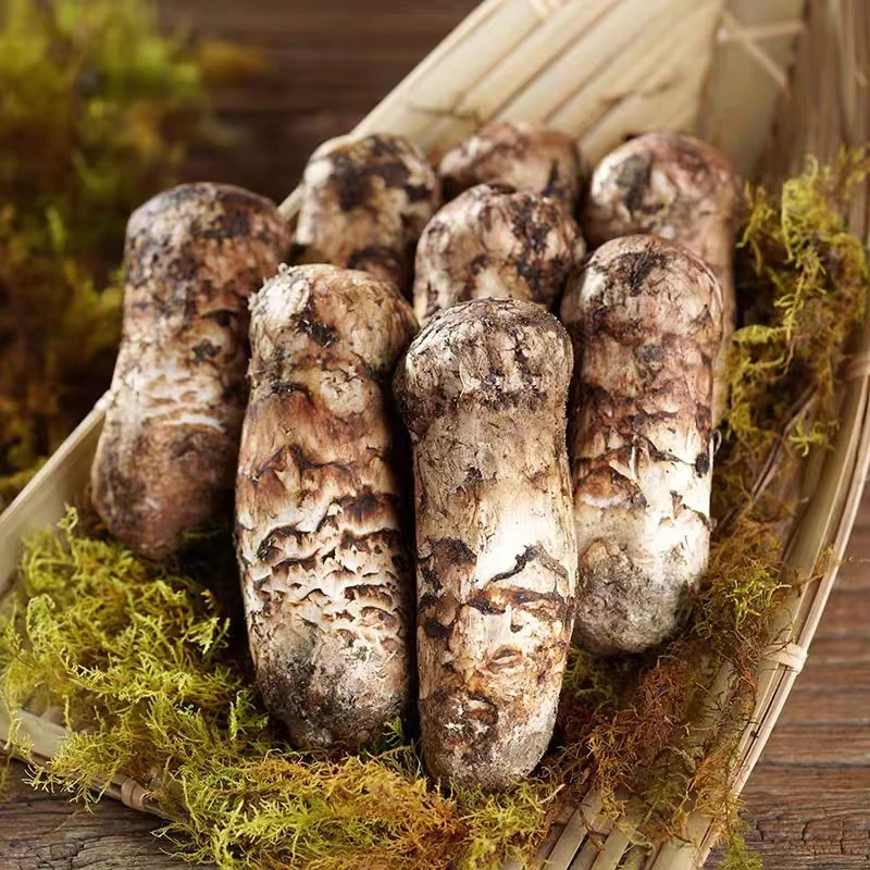 Оптовая продажа свежий гриб сосны matsutake Detan по