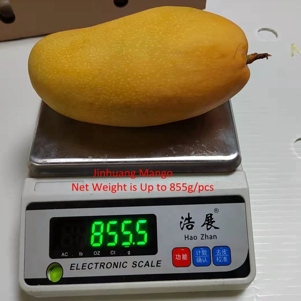 Hot Sale Big Sweet Mango High Quality Fresh Fruits Yummy Mango