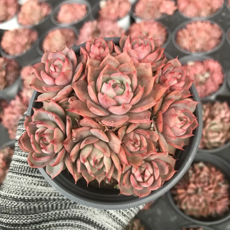 
real succulents live plants set natural bonsai 