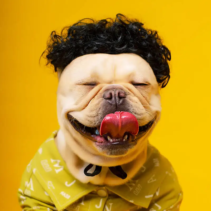 Prank Pet Wigs Cosplay Props Cos Funny Cross-dressing Head Accessories Holiday Dress Dogs Cats Hair Hat