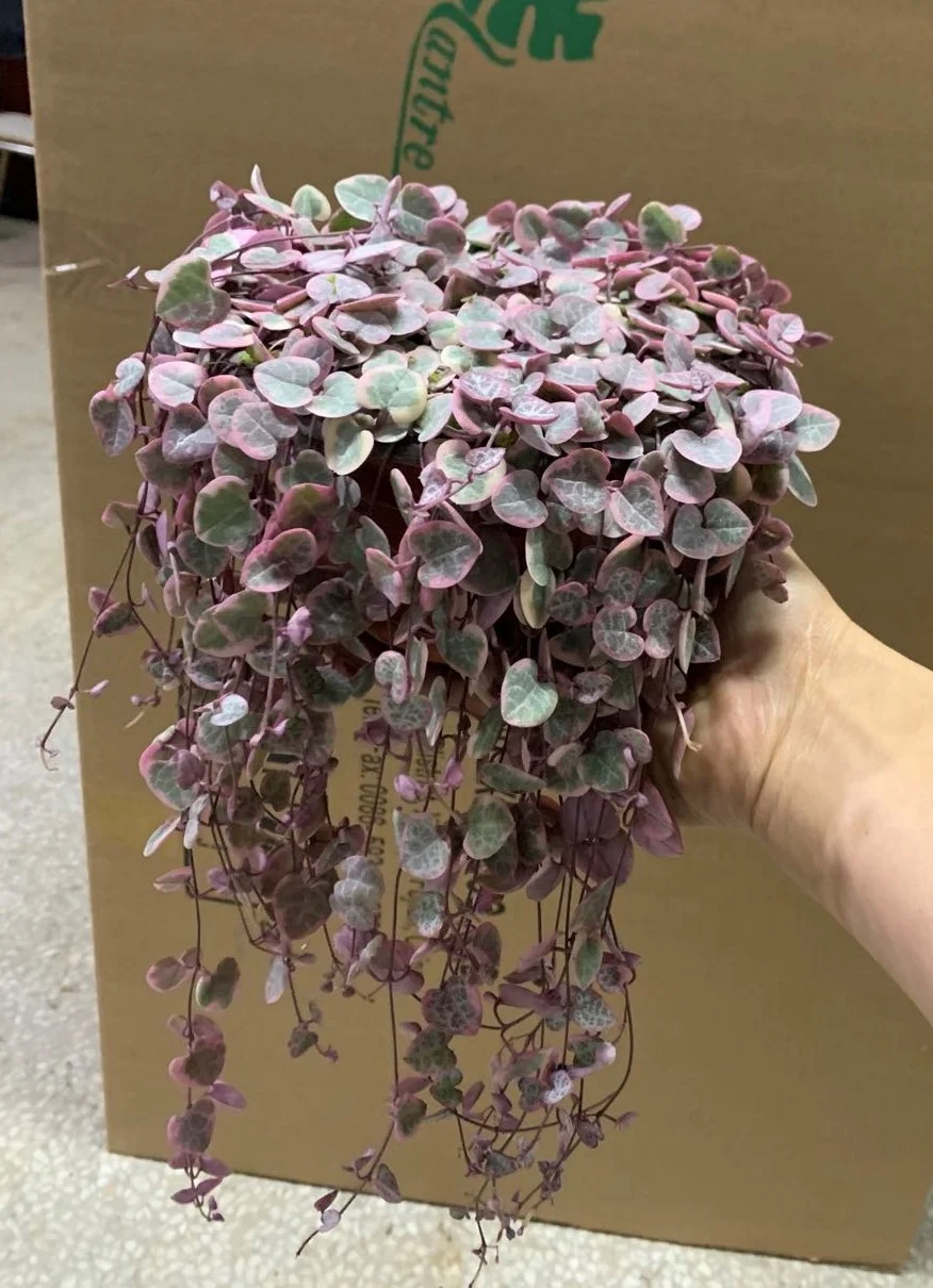  Низкая цена нитка сердца Senecio rowleyanus натуральные декоративные живые растения настоящие суккуленты бонсай церопия колларикон