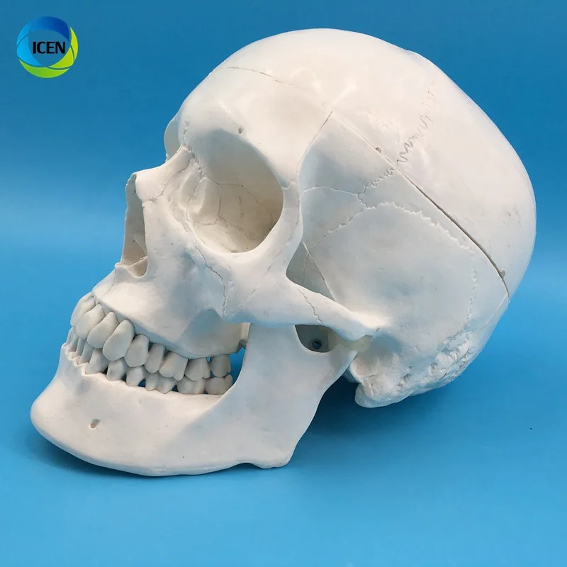 IN-M3 Human Skull Model 3-part Anatomical Model With Removable Skull Cranium Articulated Mandible For Medical Student Human