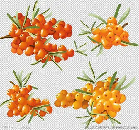 Облепиховое масло которое может улучшить состояние