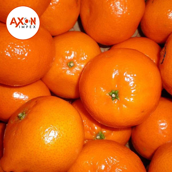 Заводская поставка экспортирующие Мандариновые апельсины