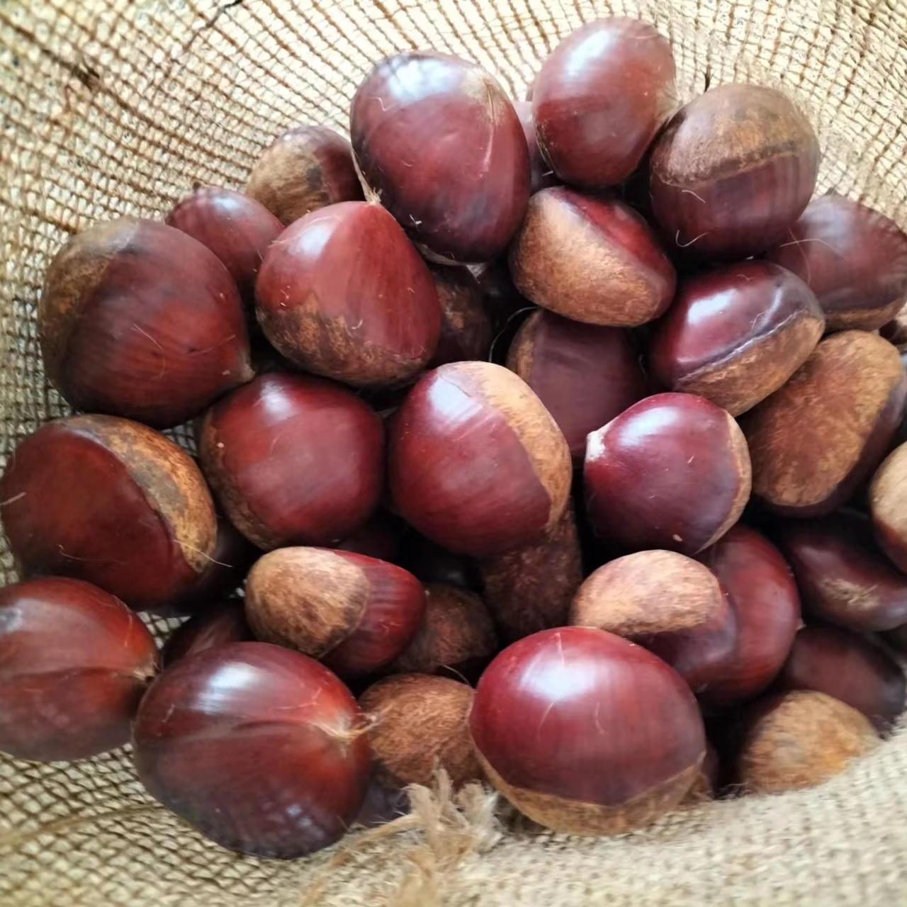 Каштан новый 60-80