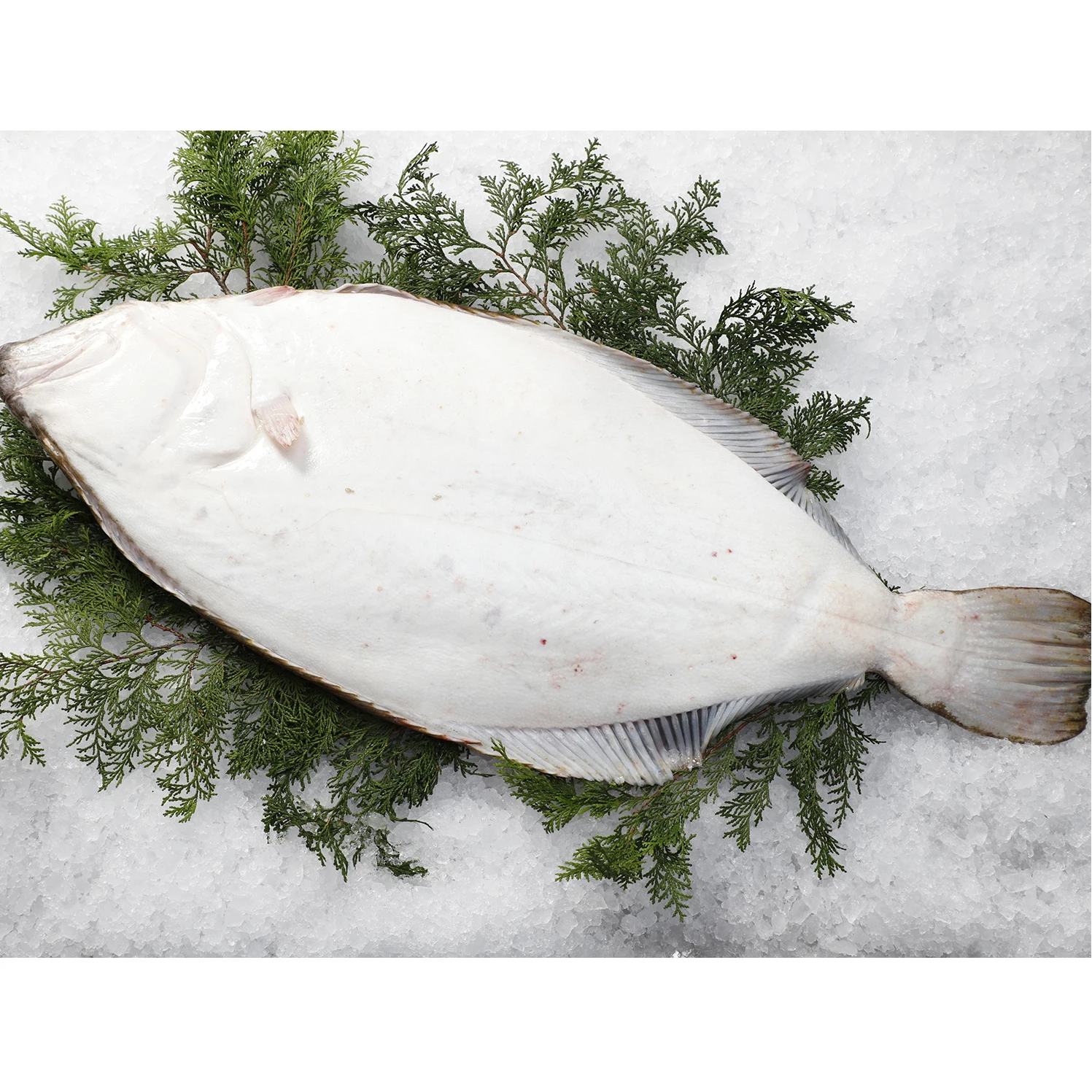 Wild Flounders Fresh Frozen Other Fish By Special Quickly Frozen Process