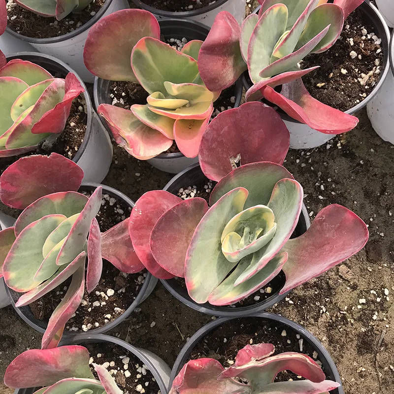 
Kalanchoe thyrsiflora seal Live succulent plants natural indoor for desk decor bright and beautiful 