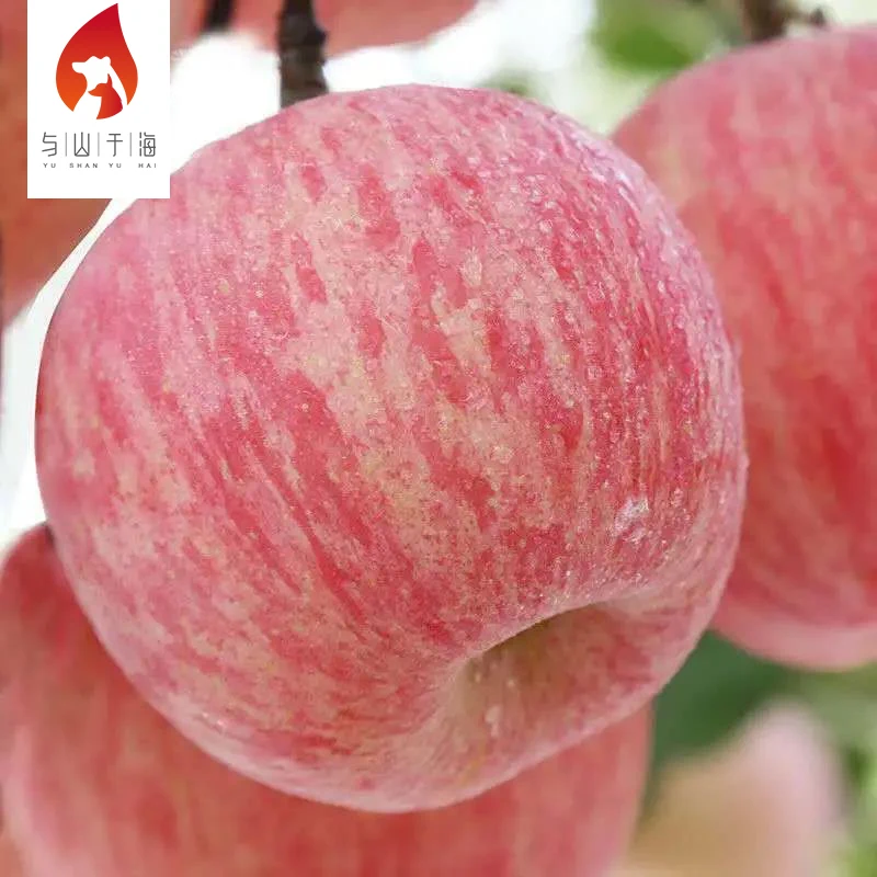 Китайские органические красные яблоки Fuji свежие фрукты