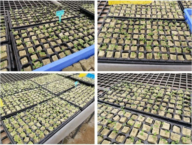 
2inch Rockwool Hydroponic Agriculture Planting System Lifetime Graphic Design Online Technical Support 