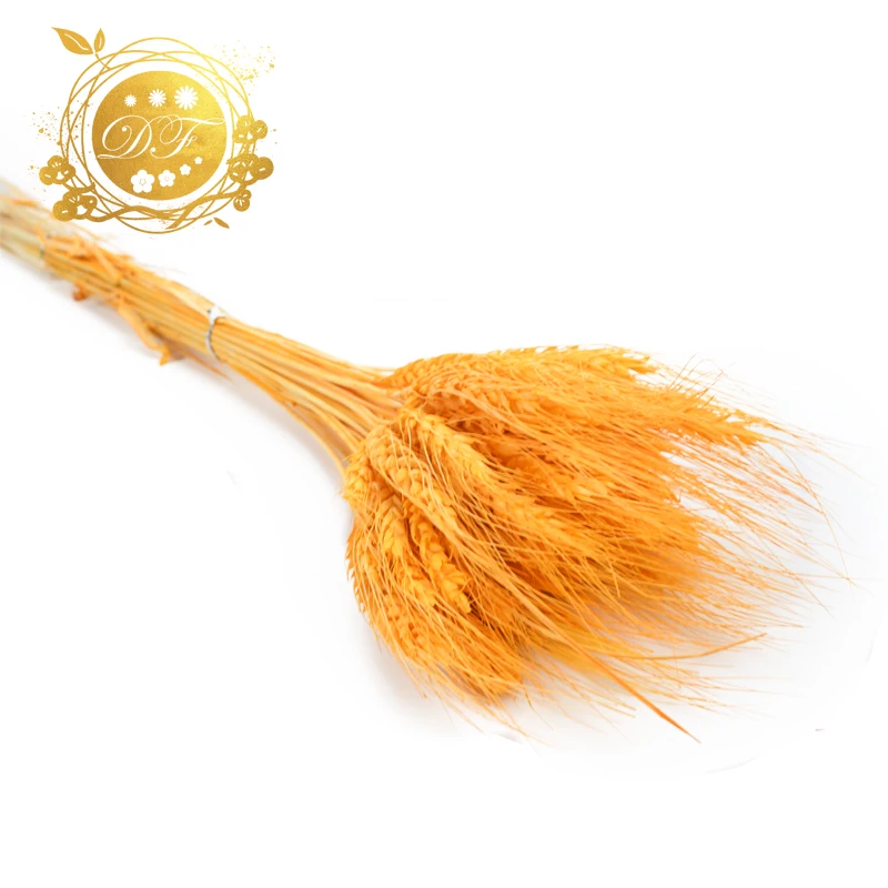 Hot sale supplier  natural wheat real dried wheat  flower  for DIY bouquet