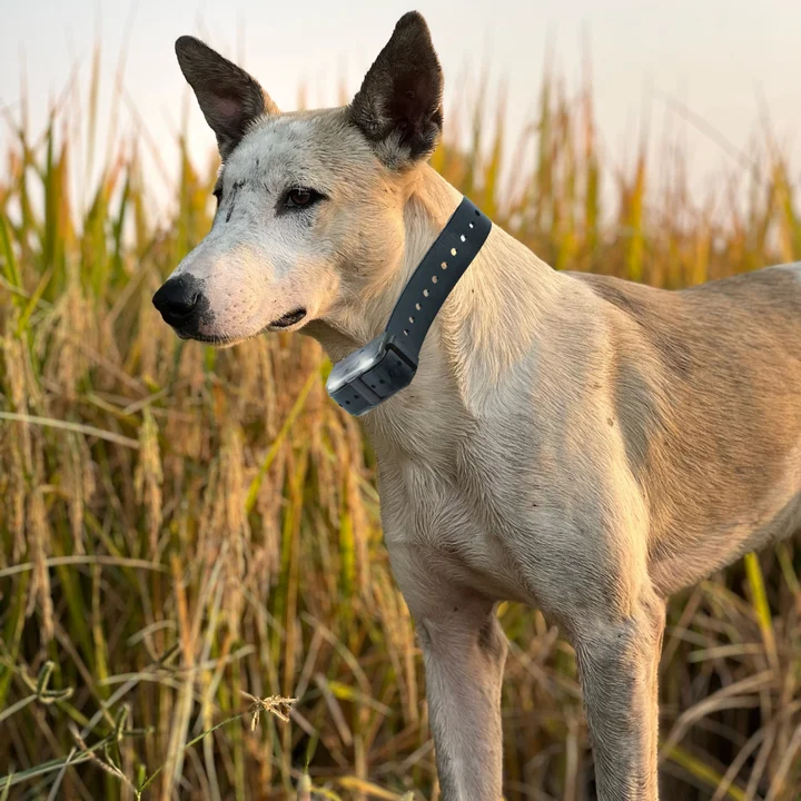 2 in 1 Remote Dog Training Collar & Bark Control 2024 Train Your Pup Up to 3/4 Mile Away with 4 Modes Beep Vibration Shock LED