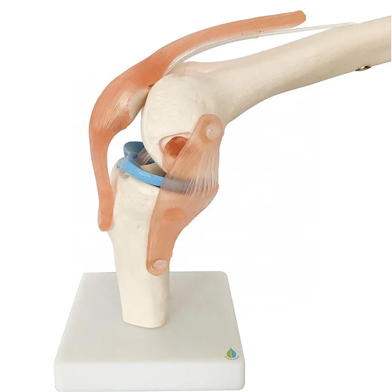 medical human knee joint model with muscle