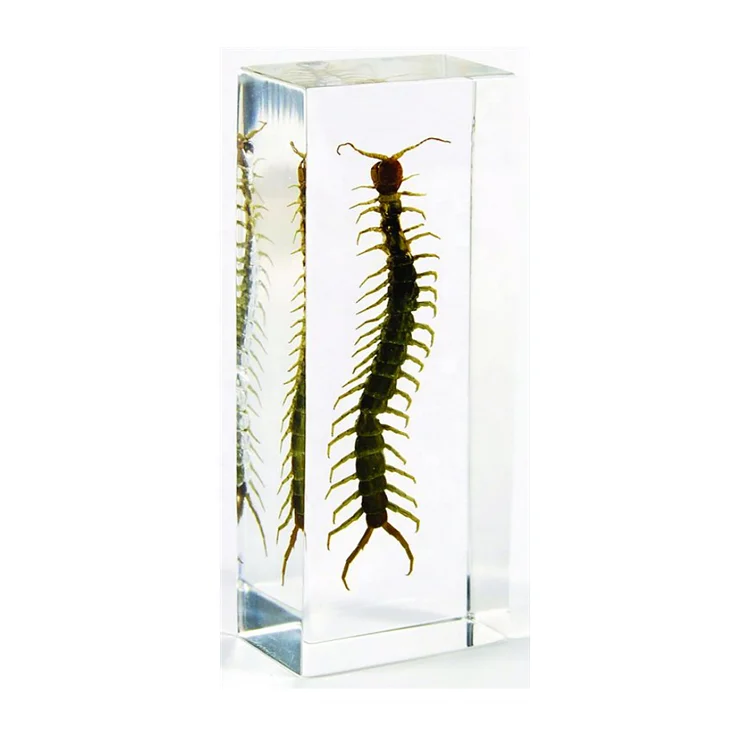 Животные, встроенный образец, хрустальное рукоделие, сороконожка, пресс-папье для демонстрации