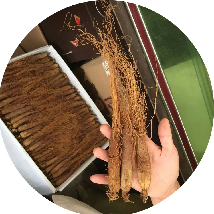 Top quality whole Red Ginseng rubra radix	Ginsengwurzel rot Radix purpur with competitive price