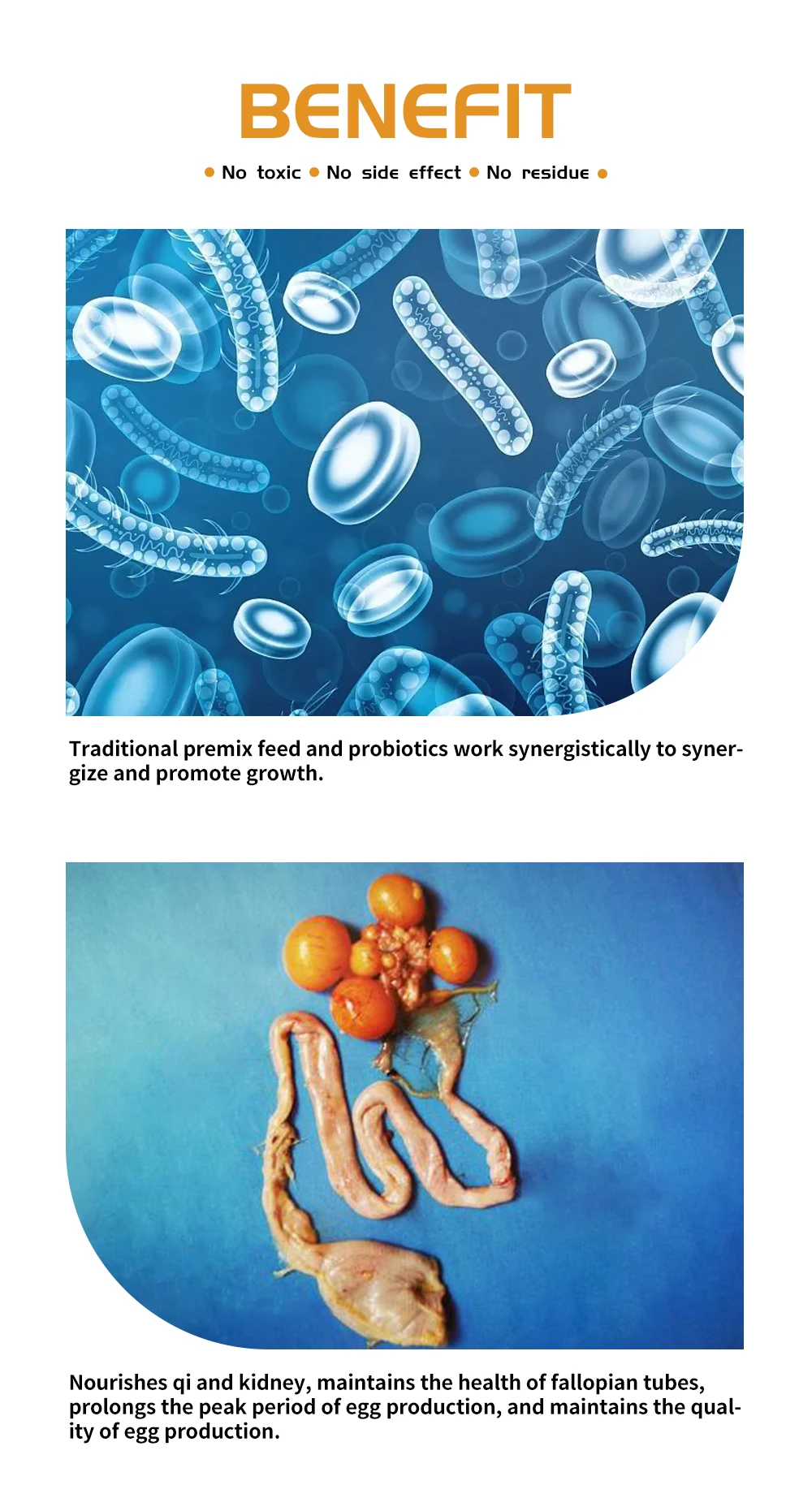 DUTTO layer feed More eggs premix concentrate poultry feed feeds direct manufactures