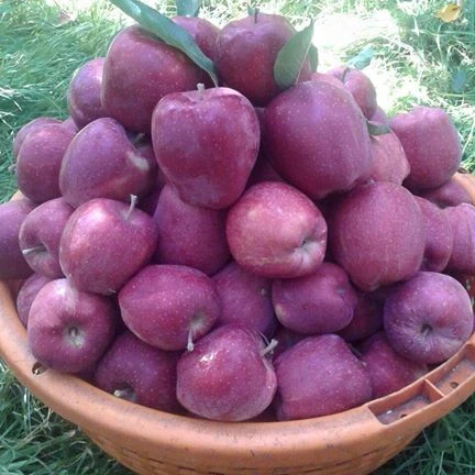 Лучшая цена свежий красный королевский торжественные яблоки