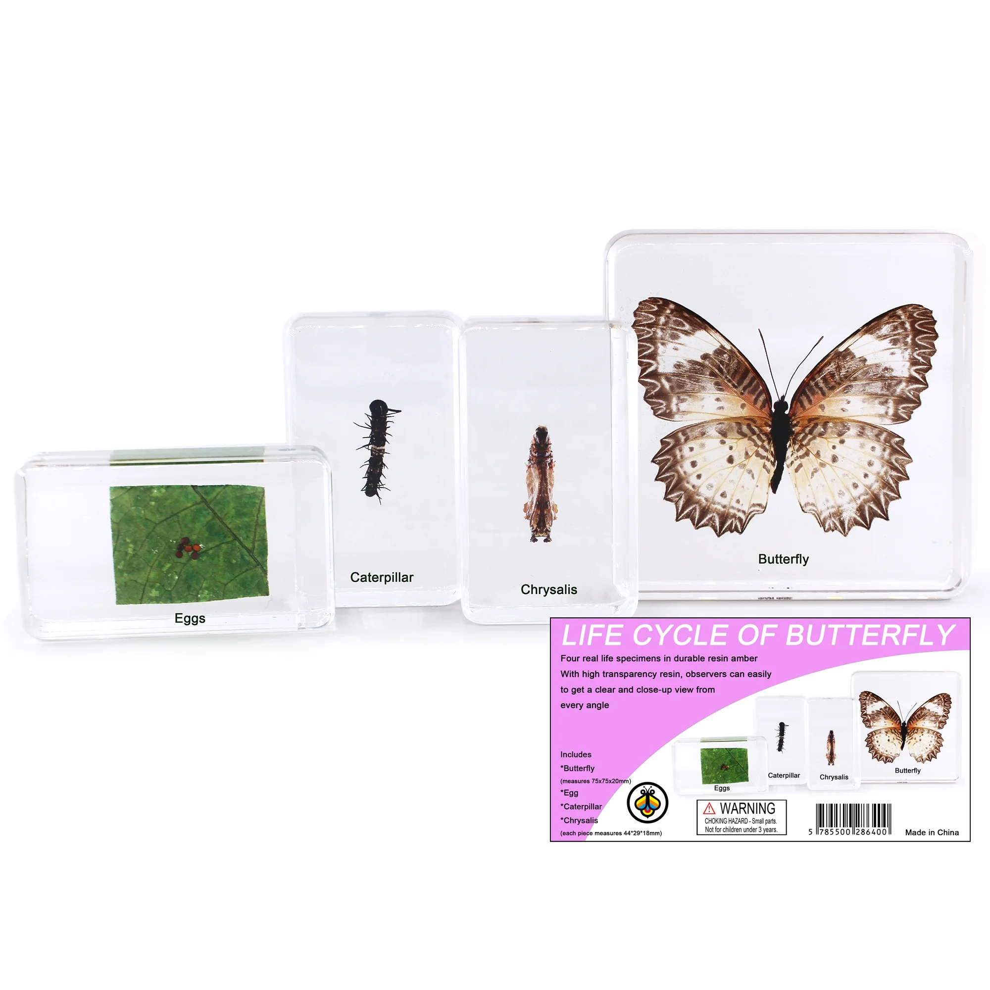 Wholesale teaching resources Butterfly Life Cycle science teaching equipment high transparent epoxy resin preserved specimen