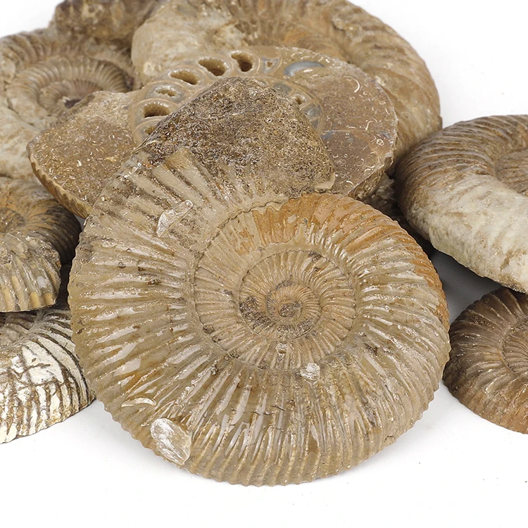 Wholesale 6-8cm Half-cut Large Ammonite Fossil Antique Fossils for Sale