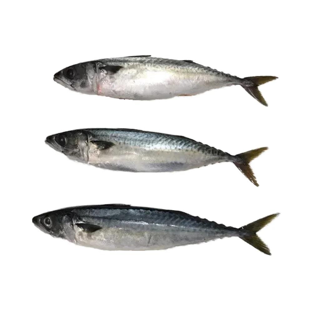 Premium Quality Sardine in Tomato Sauce Canned Mackerel Preserved in Oil and Brine Fish Style