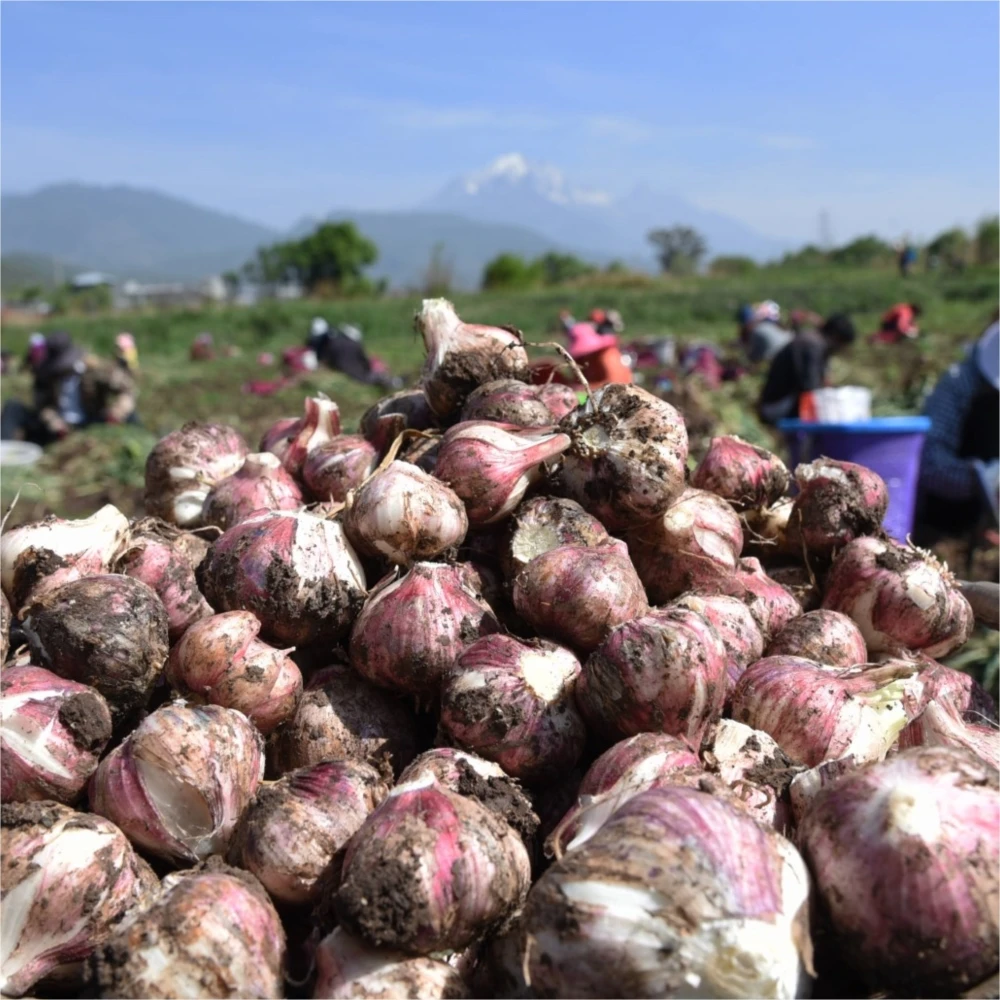 Preferential Price Natural 100% Pure White Fresh Garlic Press Onion Katsu Curry Sauce Oriental Flavor Seasoning Chicken Breast