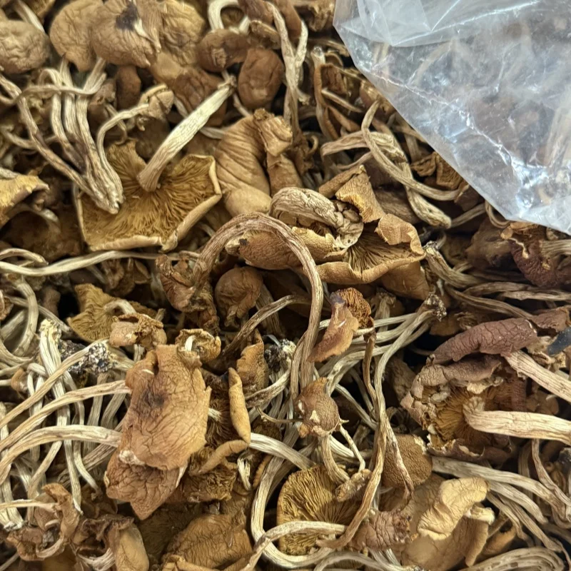 Заводская поставка сушеный агроцикл Cylindracea гриб натуральный чай дерево