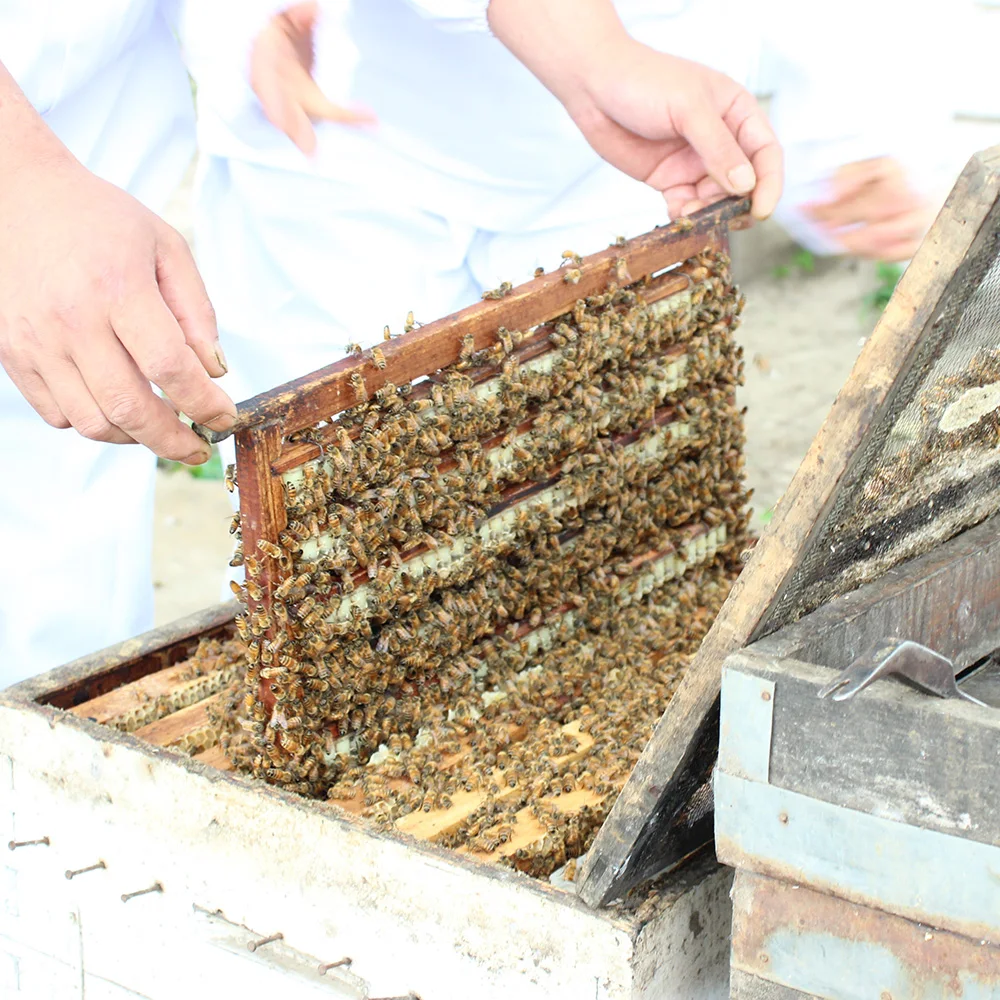 Чистый мед из липового дерева