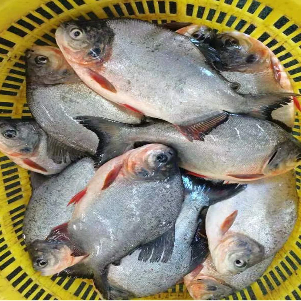 Замороженные красные круглые поставщики замороженные рыбы Pacu с экспортной оптовой ценой