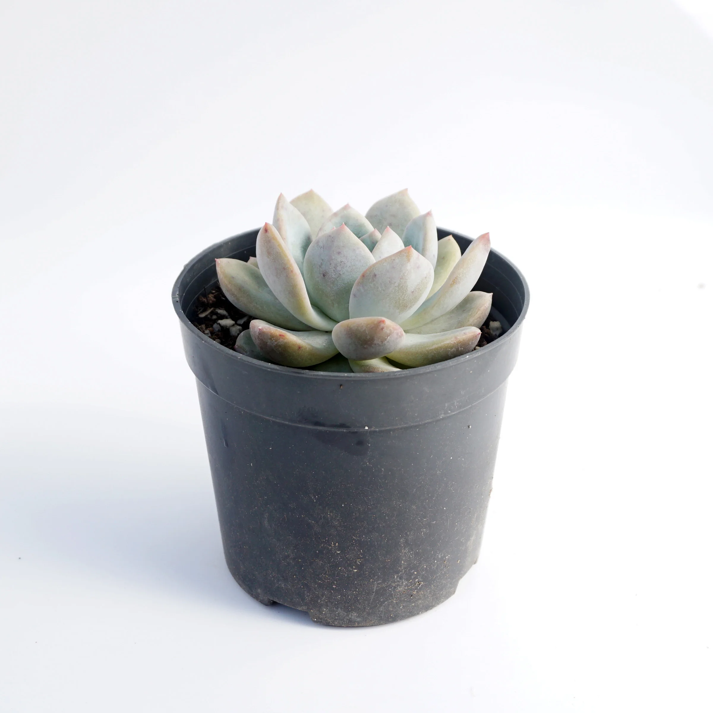 factory direct supply High Quality suculentas natural variegated echeveria rare succulent plants