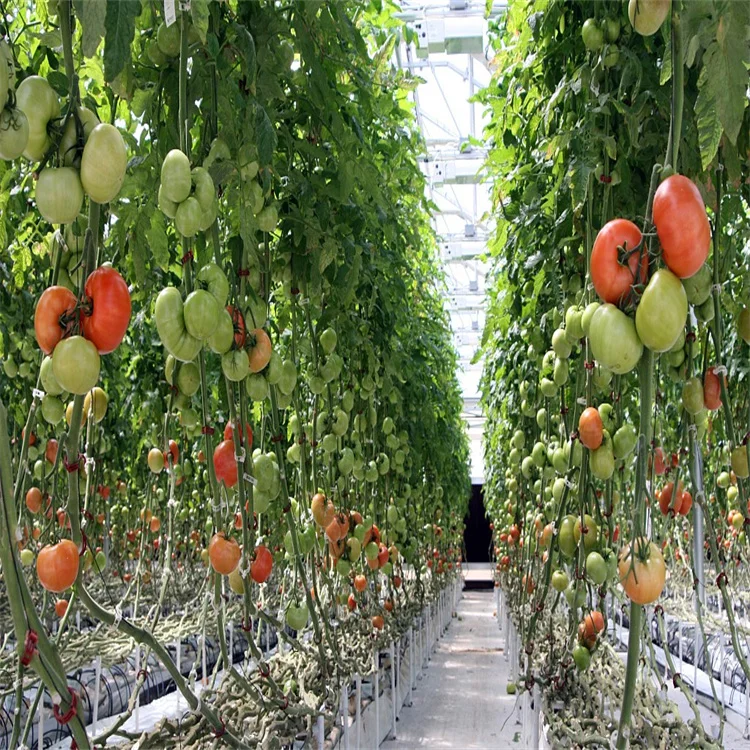 Cheap agricultural greenhouse for tomato cultivation