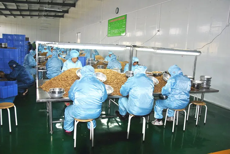 Pistachio Nuts Pistachio Premium Style Packaging Food Organic Origin Type Nut Dried Grade Place Model HACCP Cultivation Blanched