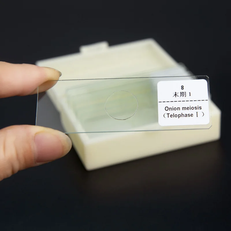 12 Pieces Onion Anther Meiosis Microscope Slide Plant Onion Meiosis Slides Set For Laboratory