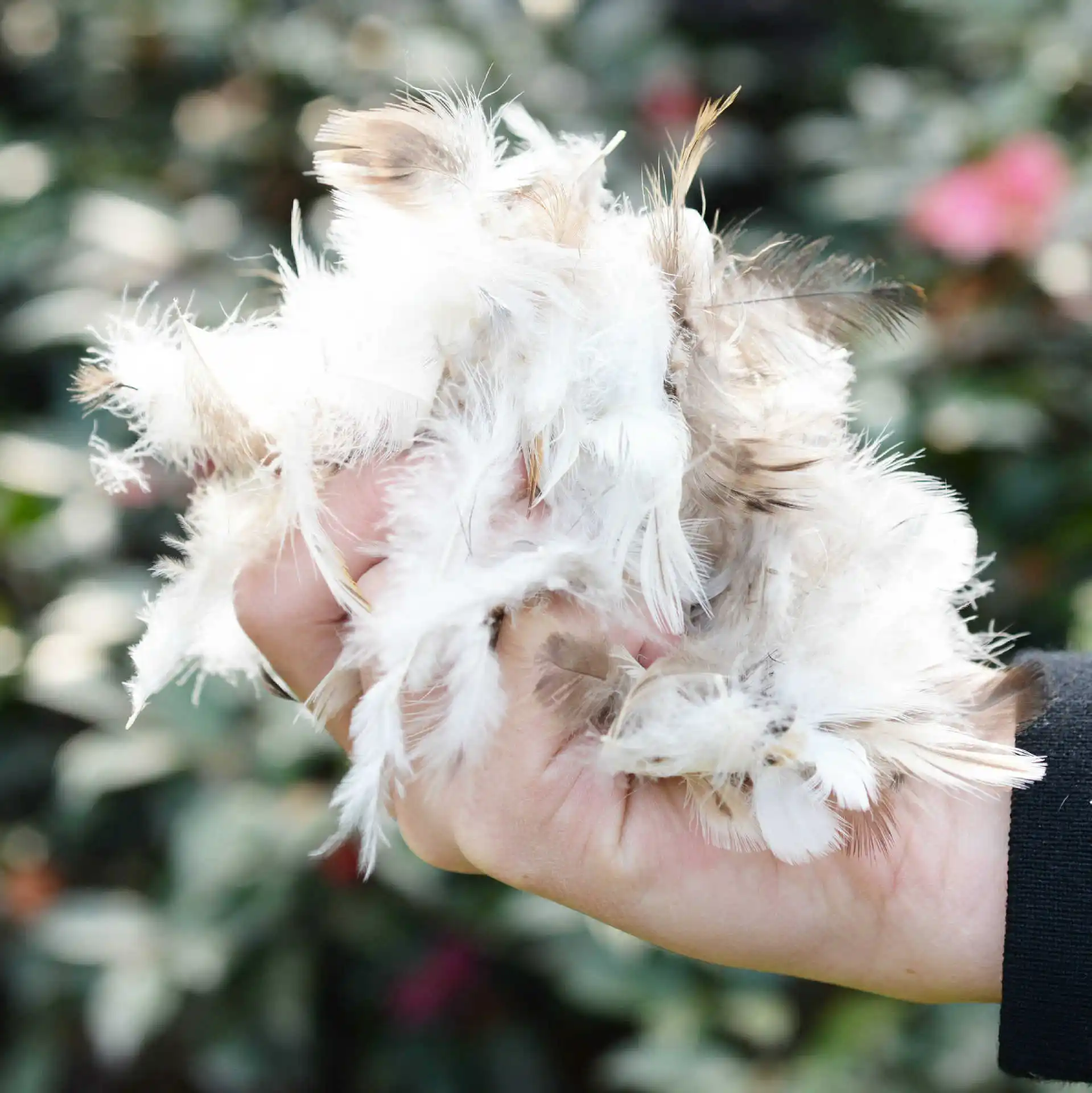 Custom Size Wholesale White Cotton Comfortable Duck Goose Down Feather Square Pillow Core Inner Insert Filling For Home Hotel