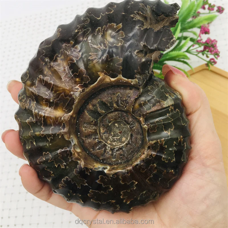 Wholesale Natural Ammonite Fossil Quartz Crystal Stone Crystal Ammonite Fossil Seashell Ammonite skulls For decoration