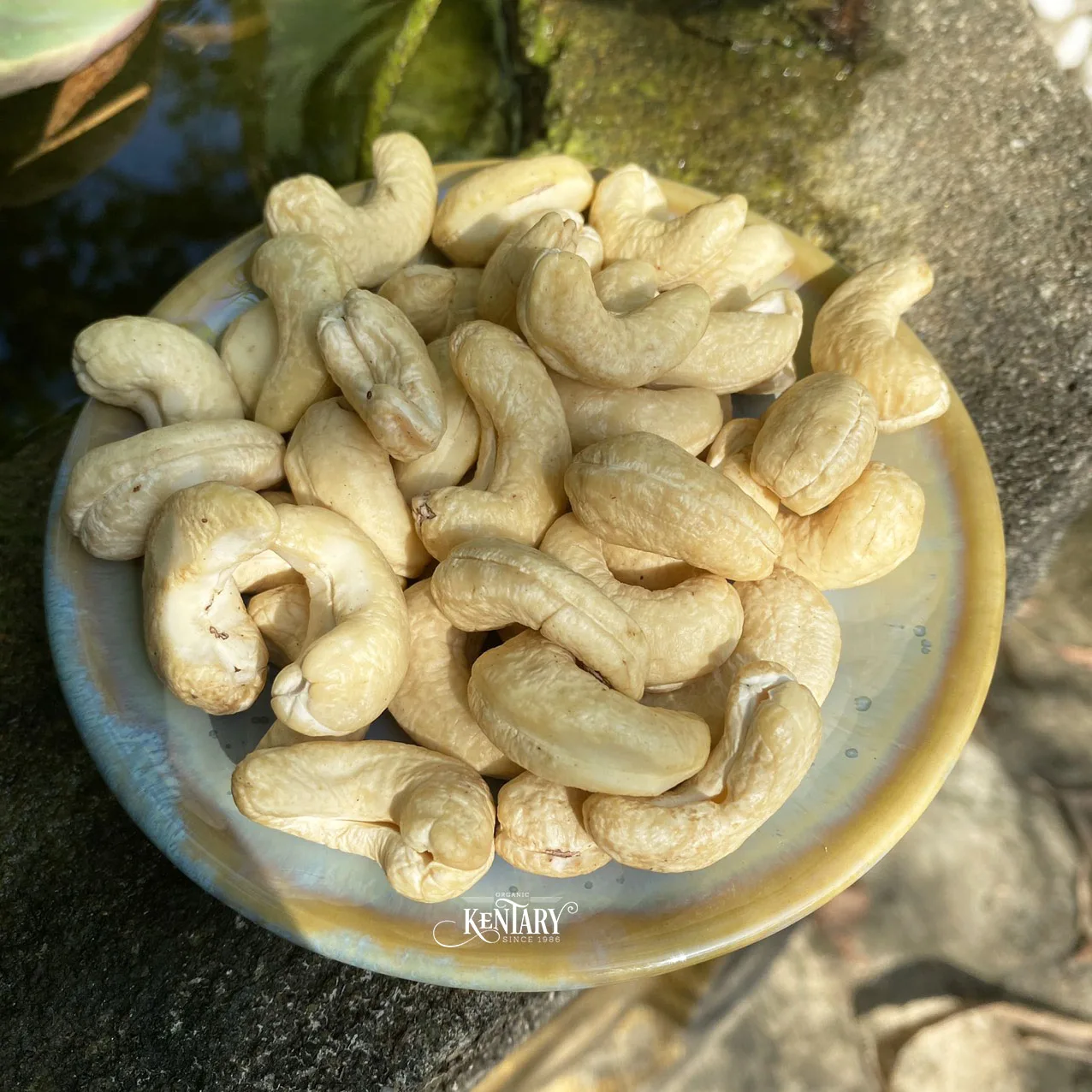 Bulk Vietnam Raw Whole Cashew Nuts W320 Best Quality Best Price Factory in Vietnam 100% Natural For Wholesale