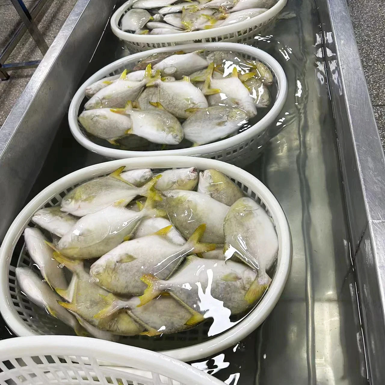 Bulk Whole Golden Pompano IQF Frozen Pomfret Fish