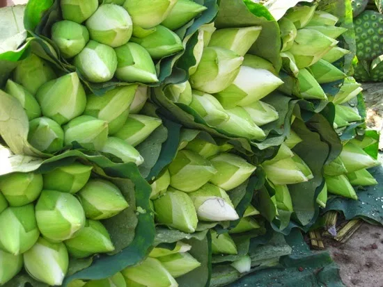 Fresh Lotus Flower from Vietnam - Competitive price