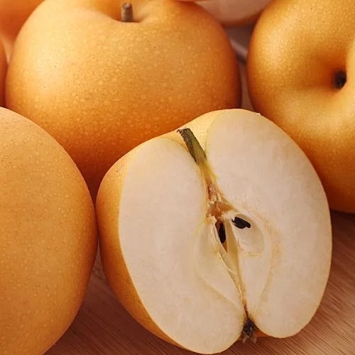 Fengshui Pear High Quality in Bulk Wholesalers from China