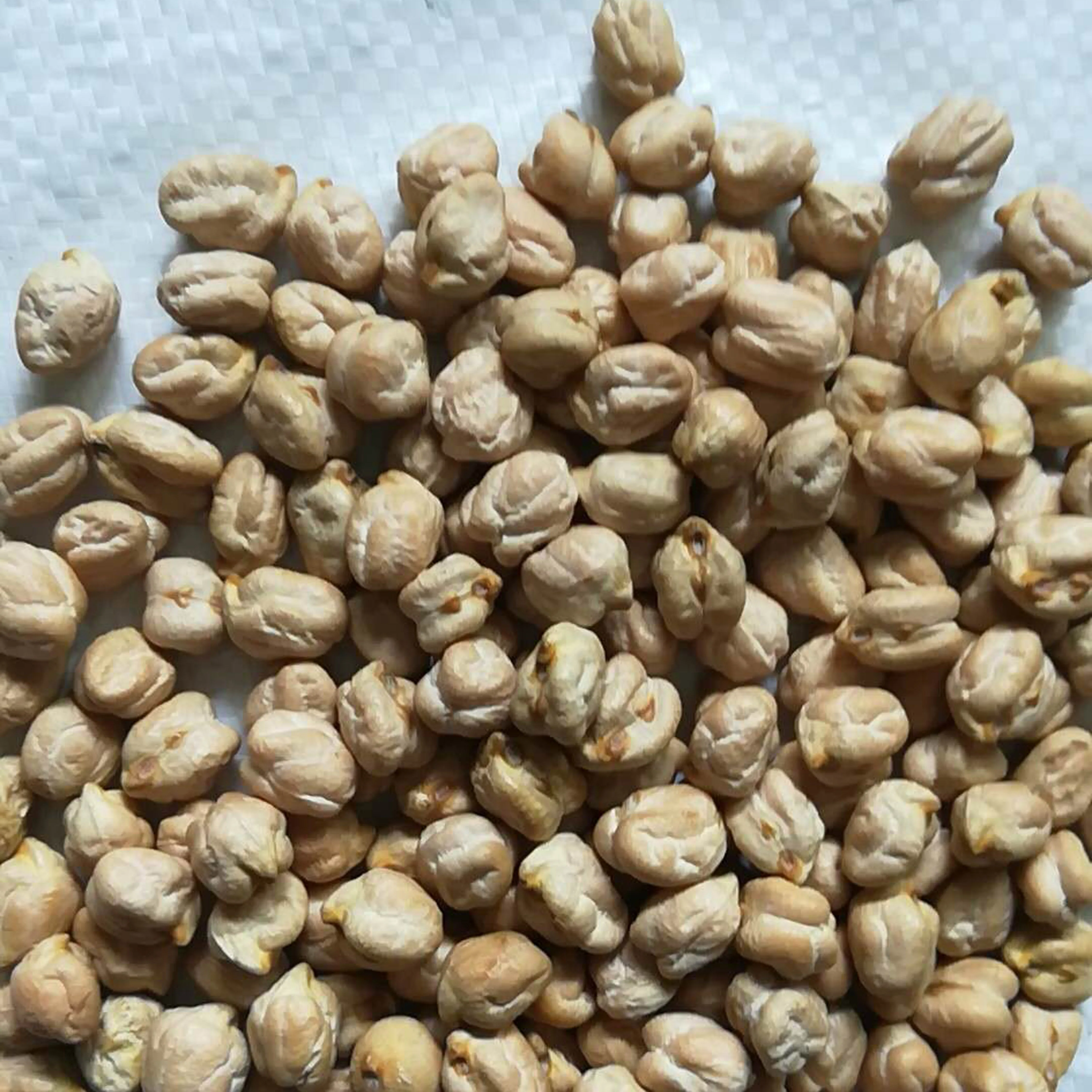 Горох цыпленка