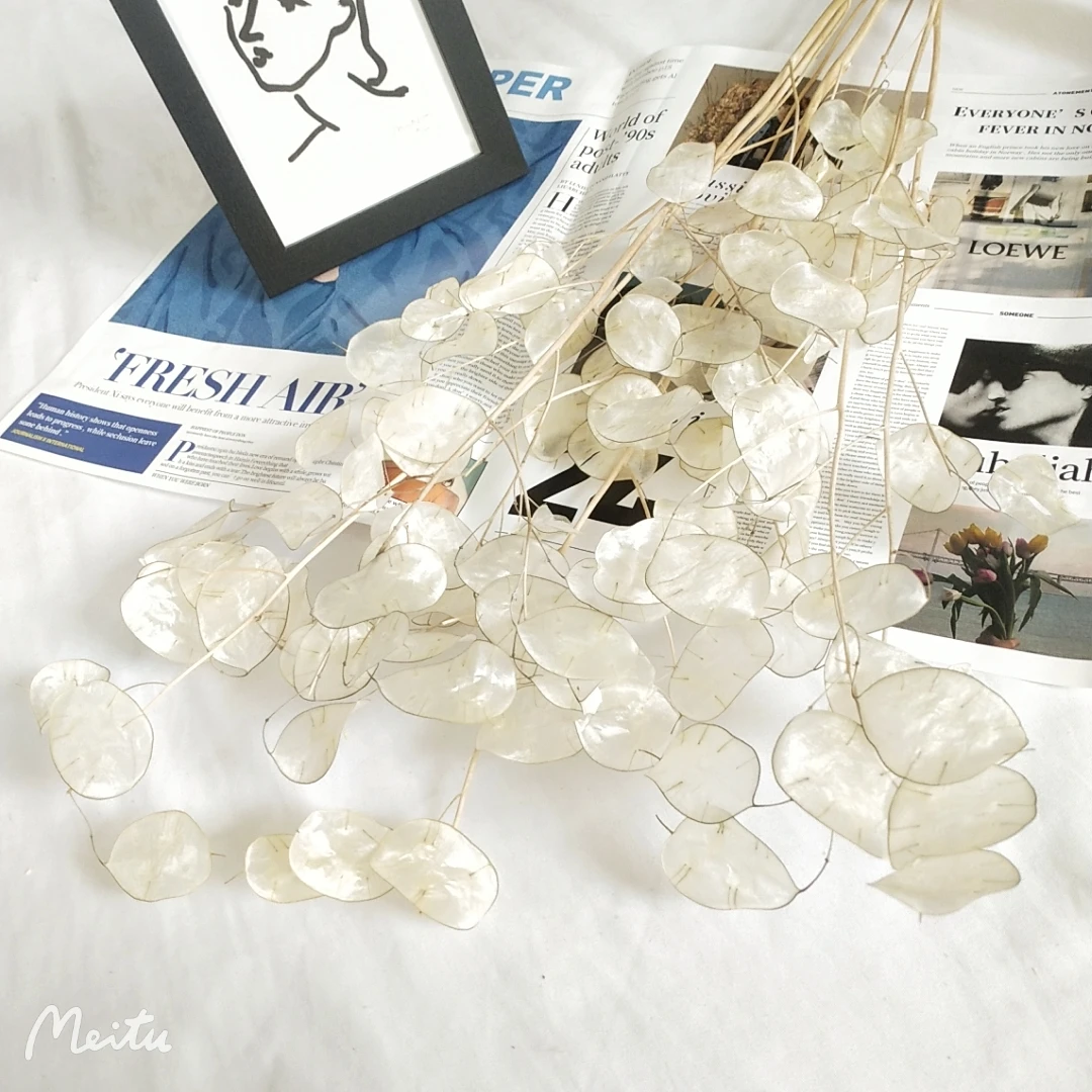 Florist supply dried Lunaria annua & money plant flower  for dry eringium flower art