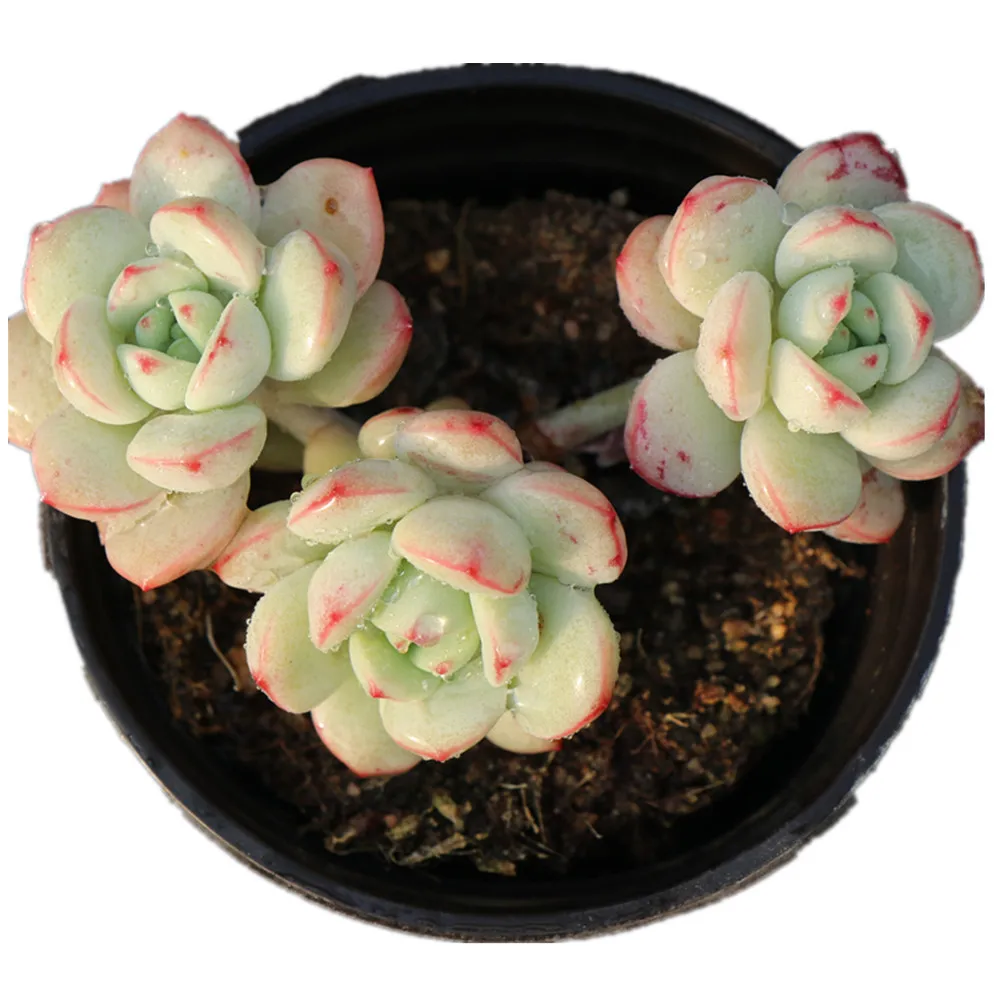 Оптовая продажа, живые суккуленты echeveria, натуральные растения, суккуленты для украшения офиса
