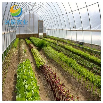 Cheap Price Film Greenhouse / Multi-span Greenhouse For Sale