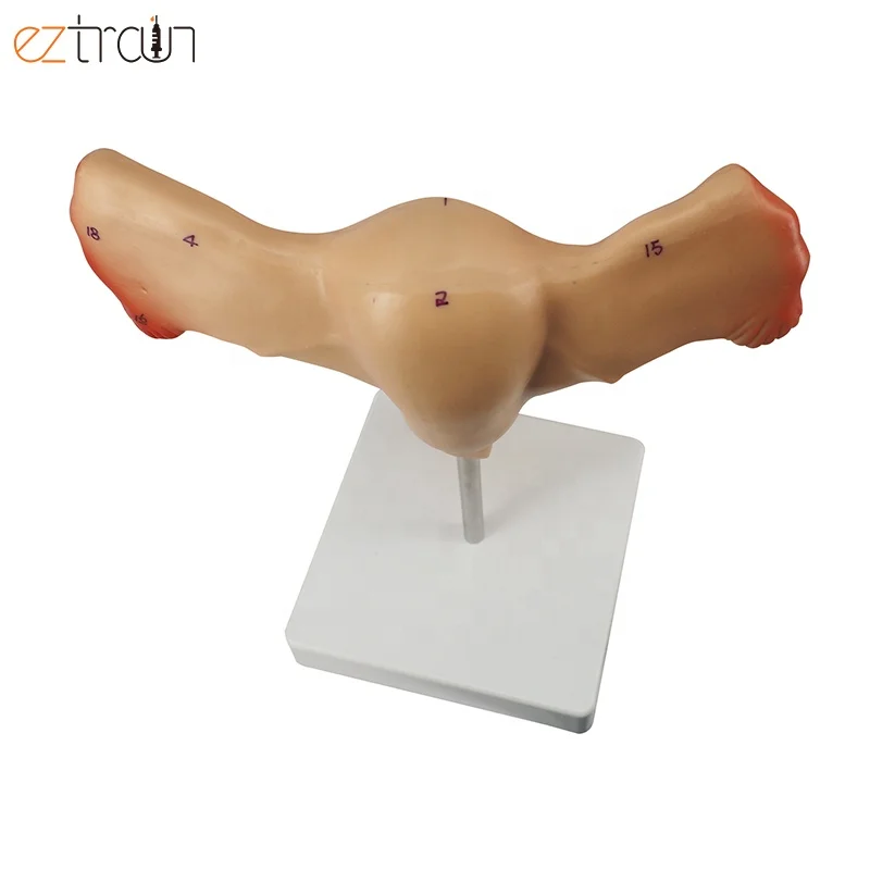 Female Internal Genital Organs Uterus and Ovary Anatomical Model for Medical Display Education