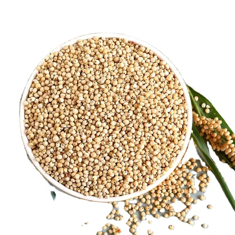 
FRESH CROP YELLOW/WHITE/RED/ SORGHUM FROM WEST AFRICA 