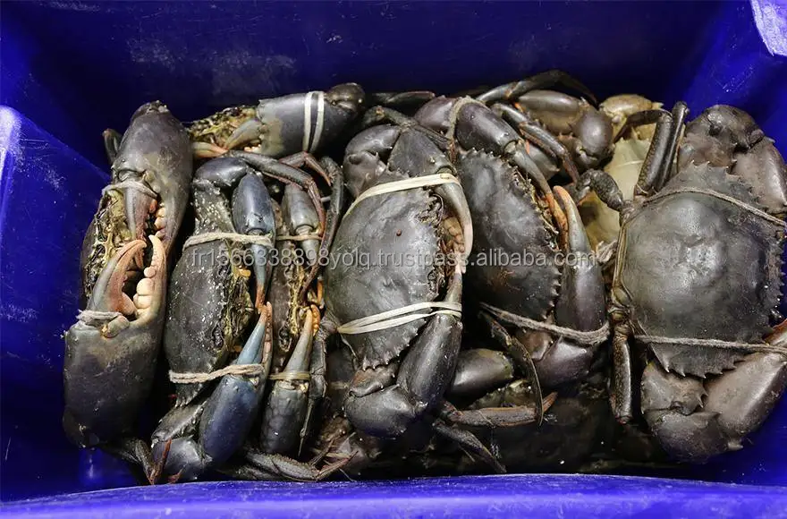 Frozen Madagascar Raw Whole Mud Crab (200-300g)