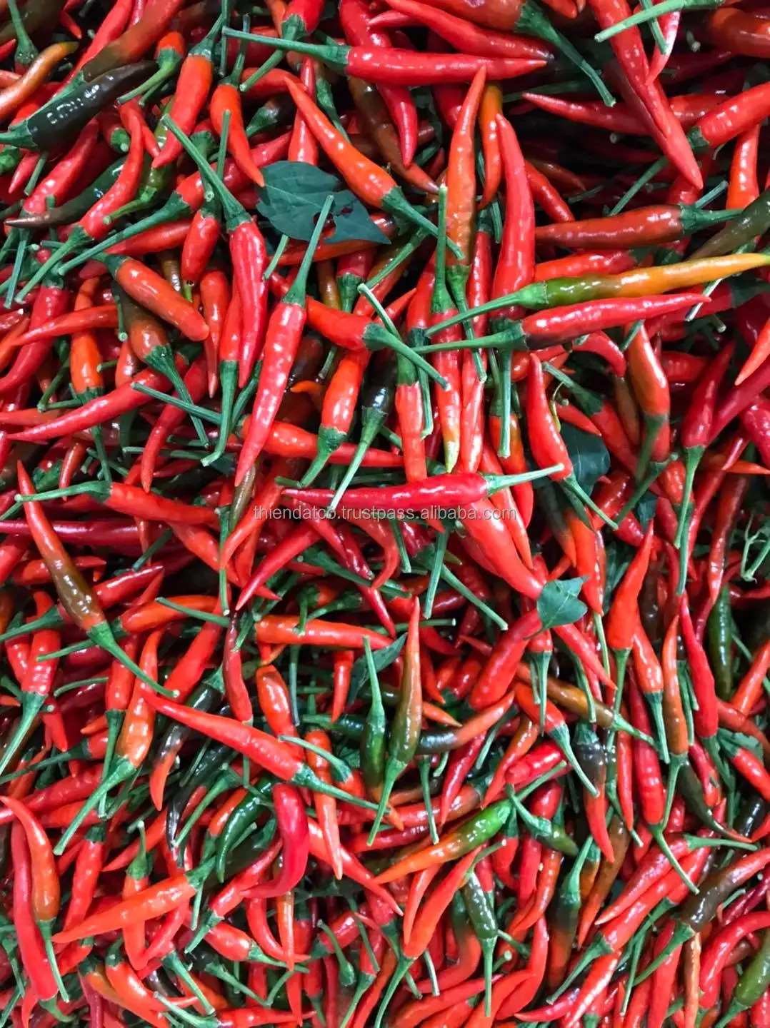Горячий острый сушеный перец чили естественного яркого цвета по лучшей цене на экспорт