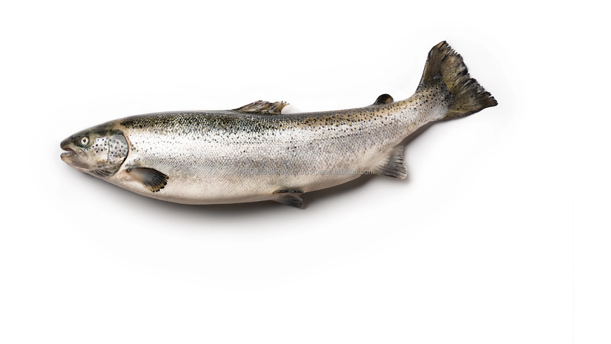 Whole Frozen Salmon Fish For Sale exporter and supplier from South Africa