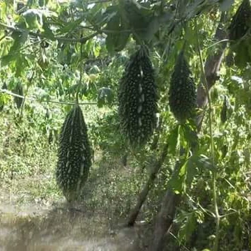 Лучшее качество, семена горькой тыквы с открытым опылением